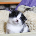 子猫（雑種）３匹の里親を募集します