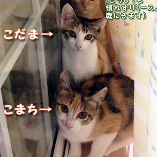 美人＆可愛いちゃんの三毛子猫姉妹