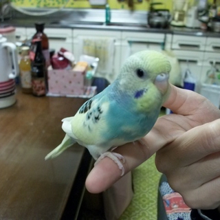 セキセイインコの里親様が決まりました。