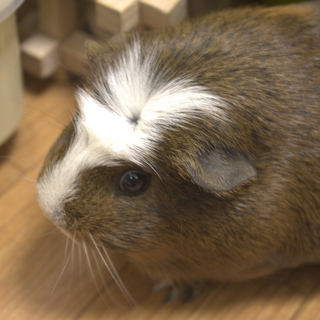 モルモットのモーちゃんの里親募集