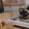 かわいいパグちゃん サムネイル3