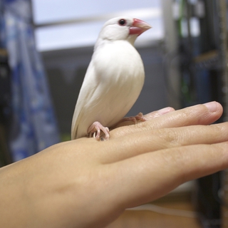 文鳥の白玉の里親募集