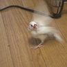 文鳥の白玉の里親募集 サムネイル2