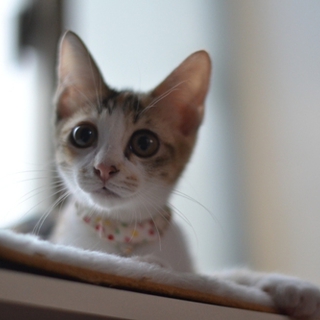 瞳の大きな三毛猫マフィン