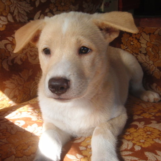 雑種のおとなしいオス犬です