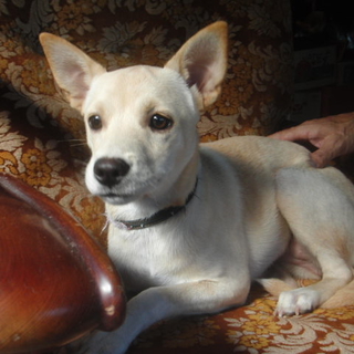 生後6ヶ月避妊手術済みメス犬（小ぶり）