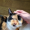 推定3歳くらいのメスの三毛