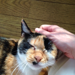推定3歳くらいのメスの三毛