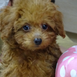 クゥちゃんを家族にしてください。