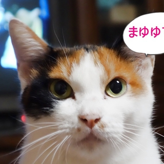 三毛猫　まゆゆです