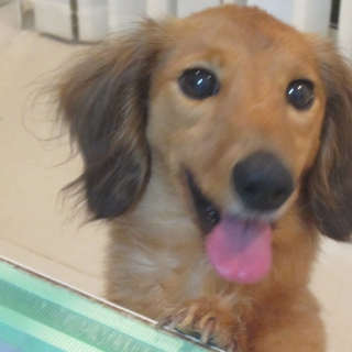 歯が１本もないダックス