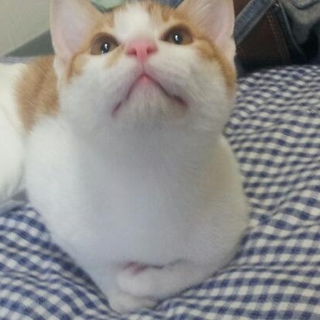 3ヶ月の子猫