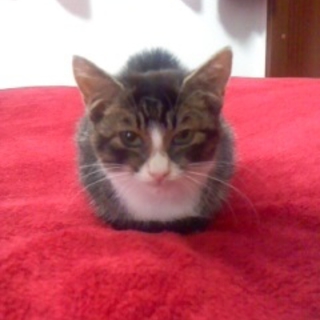 幸せにしてください！