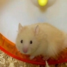 ゴールデンハムスターの赤ちゃん サムネイル3