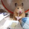 ゴールデンハムスターの赤ちゃん サムネイル4
