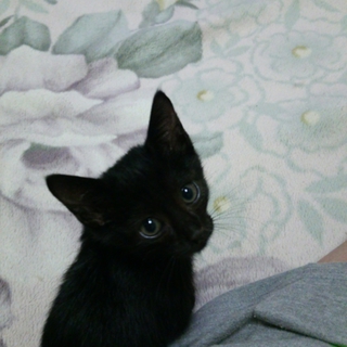 フワフワ毛の黒猫ちゃん