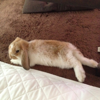 終生飼育をお願いします。