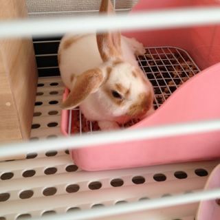 2013年8月11日生まれ☆ミニレッキス♂