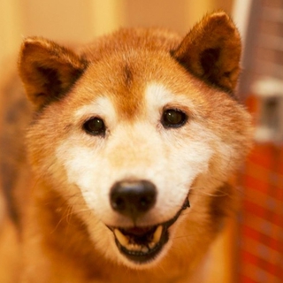 柴のおじいちゃんのヨネさん　お散歩上手です