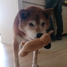 柴のおじいちゃんのヨネさん　お散歩上手です サムネイル3