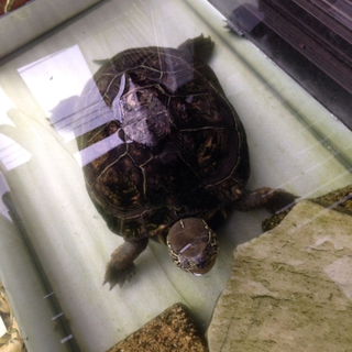 ゼニガメのゼニくんです(^_^)