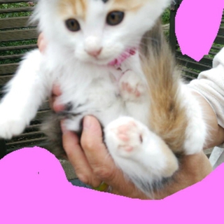 可愛い三毛猫です。