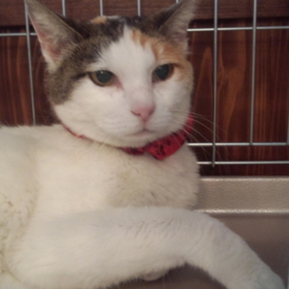 病気を乗り越えようとしている三毛猫 メイ♀　