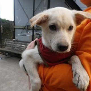 とっても可愛い子犬です　お問合せNo.92709