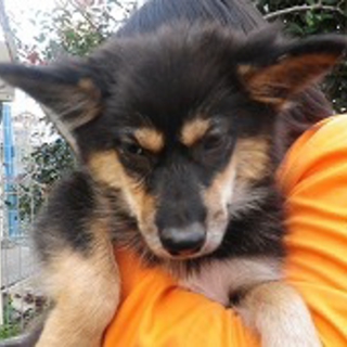 可愛い子犬です　お問い合わせNo. 92711