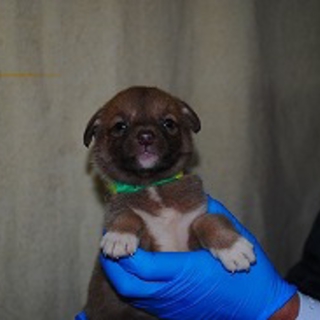 とっても可愛い子犬です　お問合せNo.10242