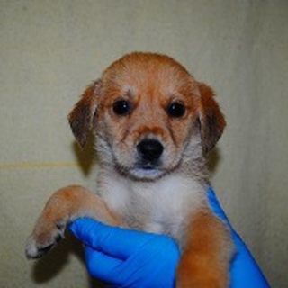 可愛い子犬です　お問い合わせNo. 10243