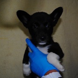 可愛い子犬です　お問い合わせNo.102413