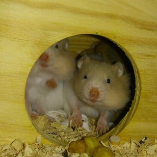 ゴールデンハムスターの里親募集中☆