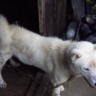 白い迷子犬です。