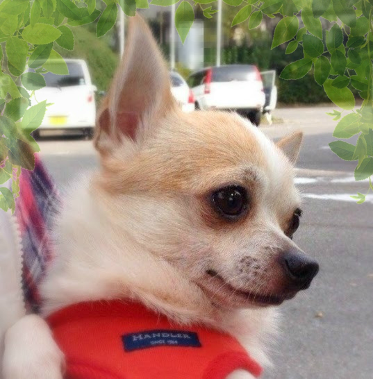 関東 吠えない 噛まな 千葉県 犬の里親募集 ペットのおうち 月間利用者150万人