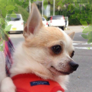 【関東】吠えない！噛まない！癒しチワワ