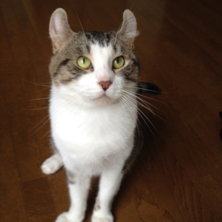 京都市内での里親募集です