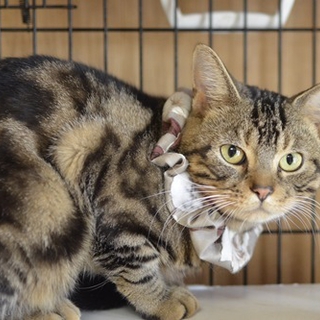 アメショー多頭飼い崩壊　ブラウンくん