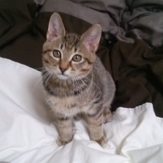 甘えん坊のキジトラの子猫