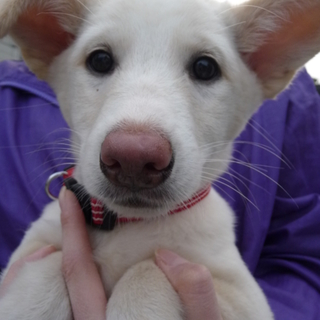 立ち耳の可愛い子犬