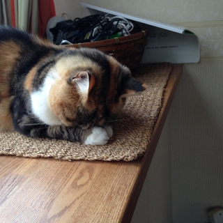 迷い猫（なめこちゃん）もらってください