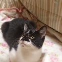 【緊急】先住猫にストレスが。このままだと保健所へ