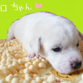 生後3カ月の仔犬★三匹募集