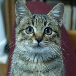 子猫の里親募集☆
