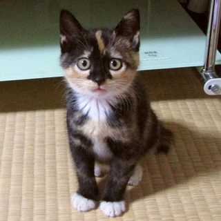 白い手袋の三毛ちゃん　推定２カ月