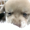 柴犬とトイプードルの雑種です！名前はコロです