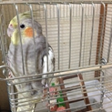 里親様が決まりました