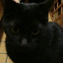 黒猫のジジちゃん（仮名）