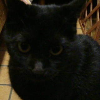 黒猫のジジちゃん（仮名）