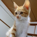 里親様が決定いたしました。
